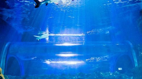 Lanzarote Aquarium: Skip The Line Ticket Senior