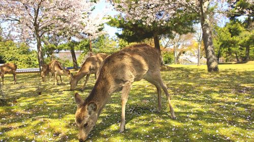 Kyoto and Nara Day Tour – Kiyomizu-dera Temple, Fushimi Inari-taisha Shrine
