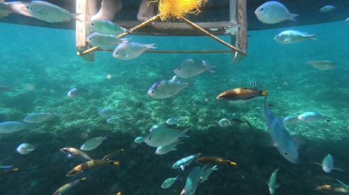 Boracay: Coral Garden Snorkeling & Puka Beach White Sand Stroll – Includes BBQ Lunch