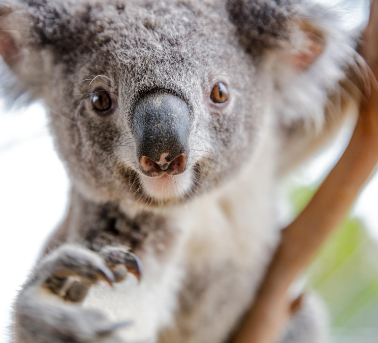 WILD LIFE Sydney Zoo