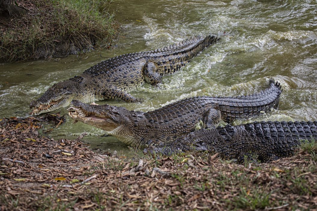 Paya Indah Discovery Wetlands at Gamuda Cove, Selangor