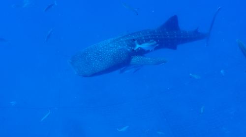 1-hour certified scuba diving in Okinawa, Japan