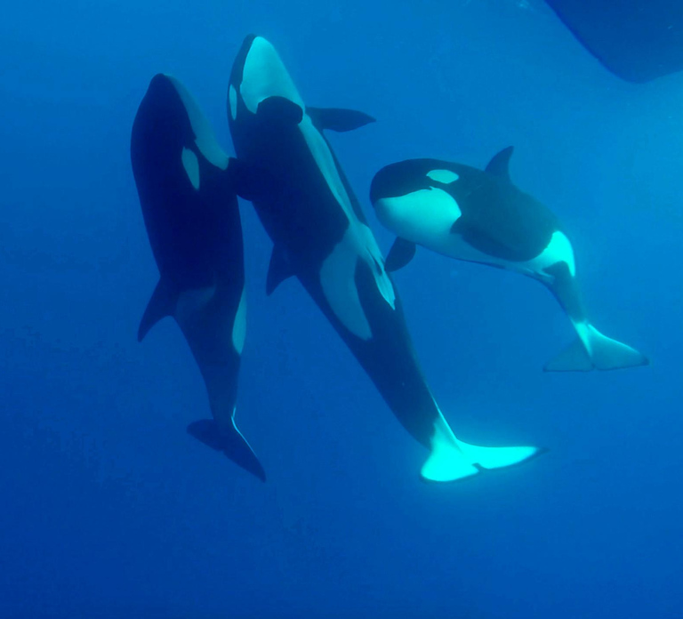 Bremer Bay: Bremer Canyon Killer Whale Expedition
