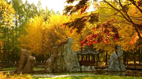 Nami Island + Gangchon Railbike + The Garden of Morning Calm One Day Tour