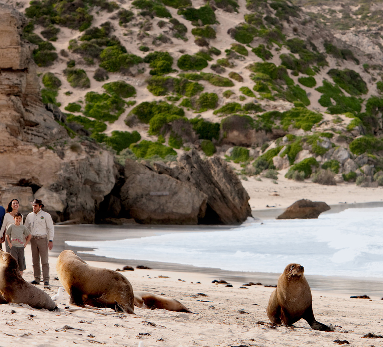 Kangaroo Island: Scenic, Nature & Wildlife Tour