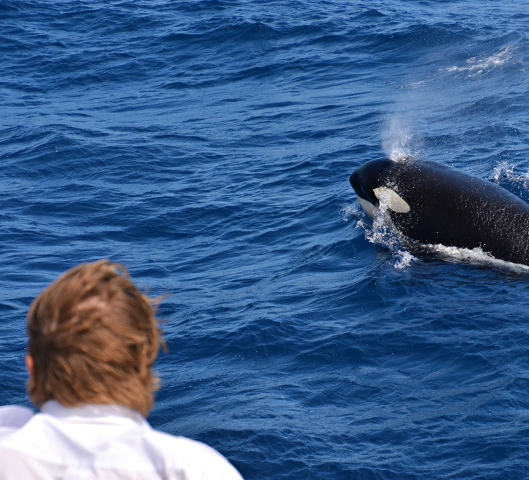 Bremer Canyon Orca Experience from Bremer Bay