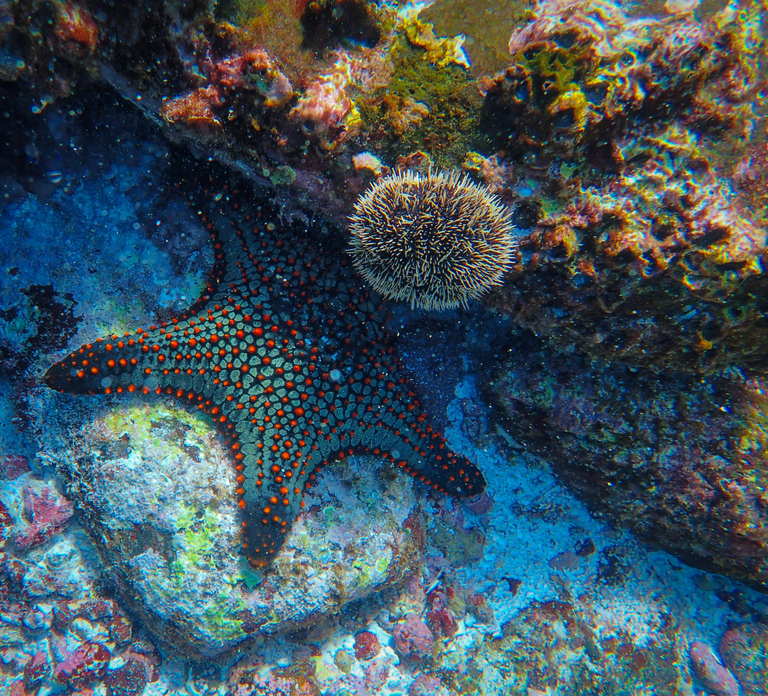 Scuba Diving in Khor Fakkan for Certified Divers