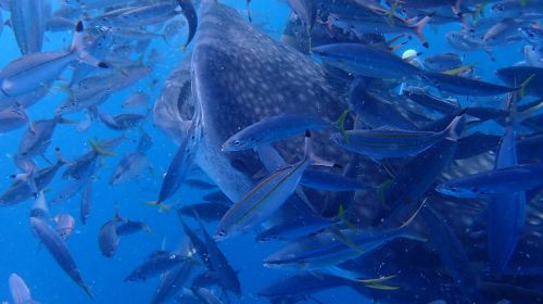 1-hour certified scuba diving in Okinawa, Japan