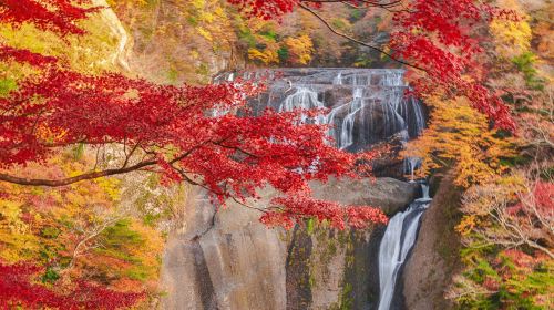 Ibaraki Autumn Special – Hitachi Seaside Park