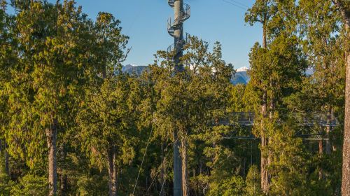 Westcoast Treetop Walk & Tower Zipline