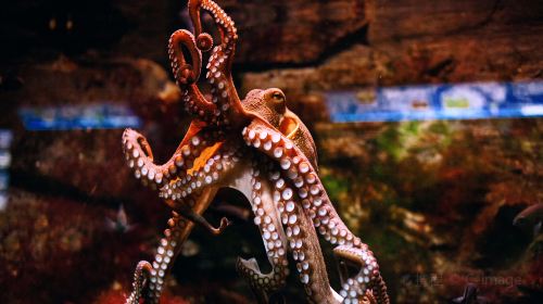 Aquarium of the Pacific