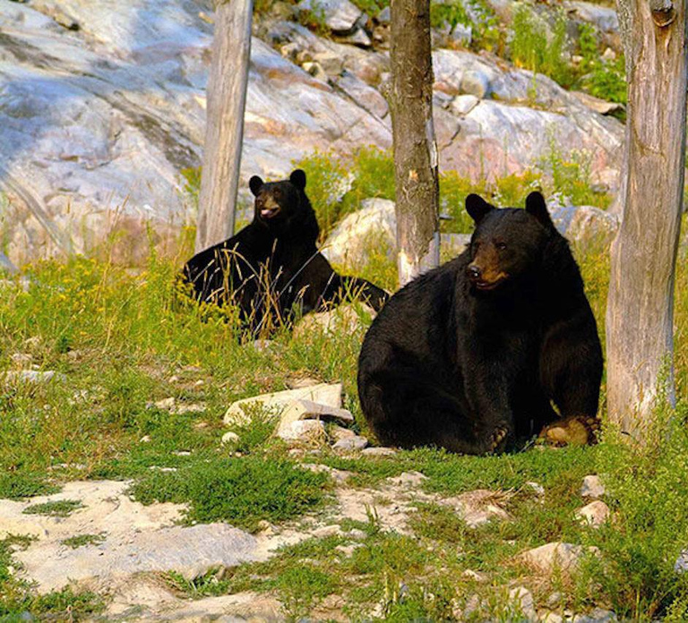 Montebello, QC: General Admission to Parc Omega