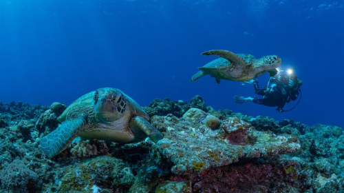 Okinawa Tokashiki Island 1-day tour · private yacht includes boat ticket optional turtle snorkeling exploration