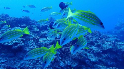 Taitung Orchid Island Experience diving Scuba diving 2 hours
