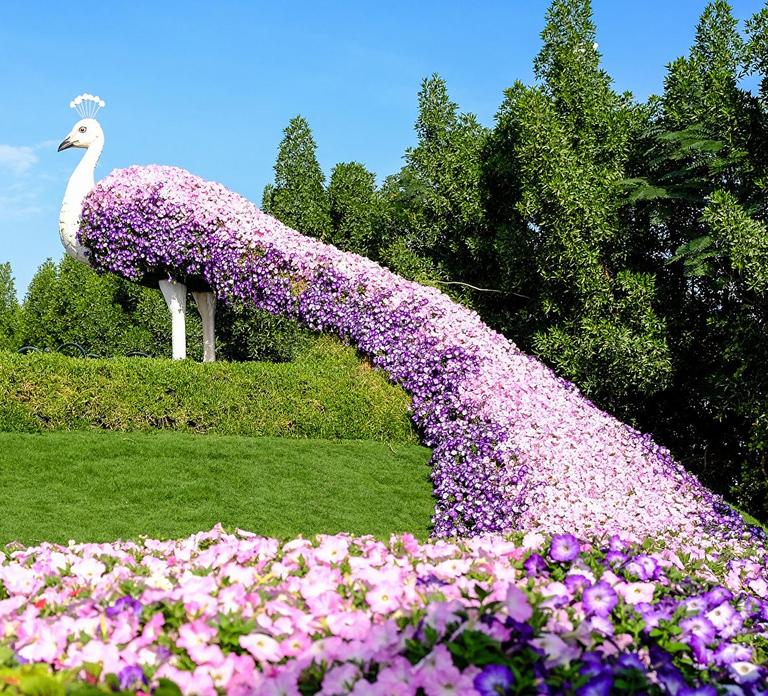 Dubai: Private Dubai Flora and Fauna Trip