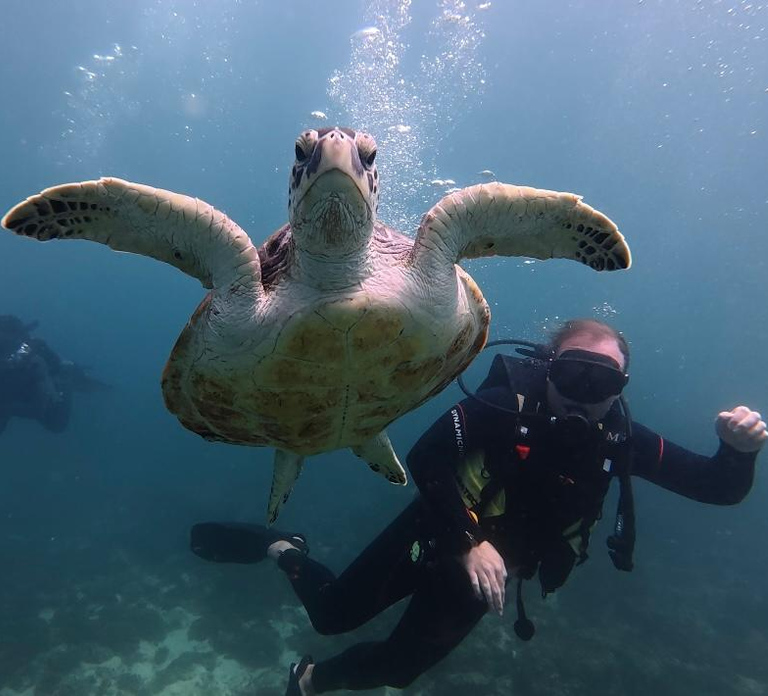 Fujairah: 2 Fun Dive Experience for Certified Divers