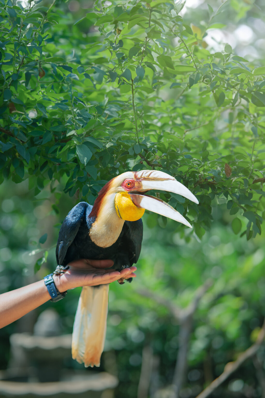 Jakarta Bird Land Ancol