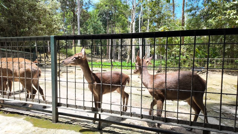 Elephant Sanctuary Tour with Deerland Visit