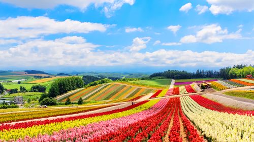Furano 1-Day Tour: Patchwork Road, Shirogane Blue Pond & Farm Tomita