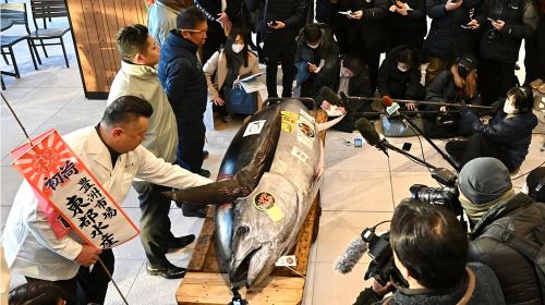 Tokyo: Toyosu Tuna Auction &Tsukiji Market Gourmet Adventure Day Tours