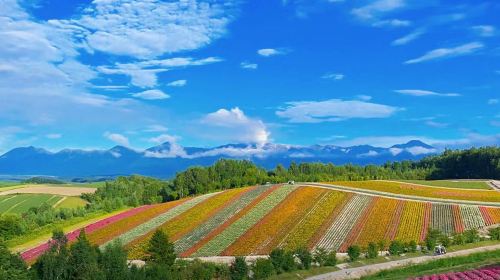 Hokkaido Asahiyama Zoo & Waterfall & Instagrammable Christmas Tree & Elf Stream / Chinese or English Guided Day Trip Day Tours