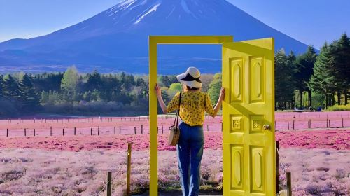 Tokyo Mt. Fuji, Lake Motosu, Shibazakura Park Day Trip 1-Day Tour [Optional 9-person hotel pick-up] Day Tours