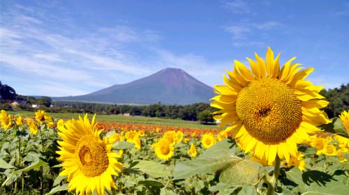 Iconic Fuji Adventure: Kawaguchiko, Stairway Town & Instagram Hotspots