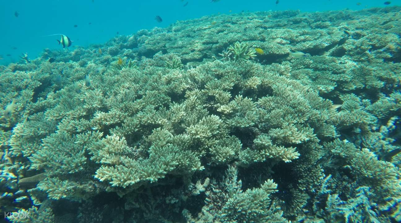 Survivor Island Day Tour with Optional Binsuluk River Cruise