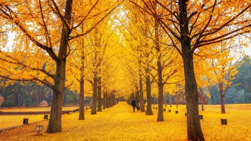 Mt. Seoraksan National Park + Nami Island One Day Tour – Depart From Seoul • Natural Breathtaking View