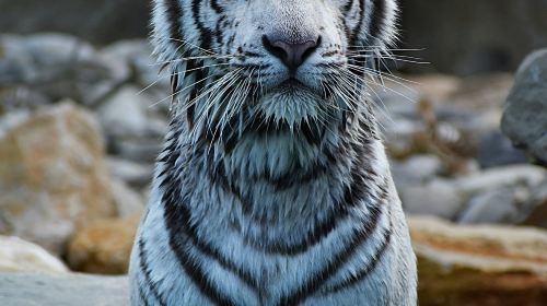 Barben Animal Park: Entry Ticket Child