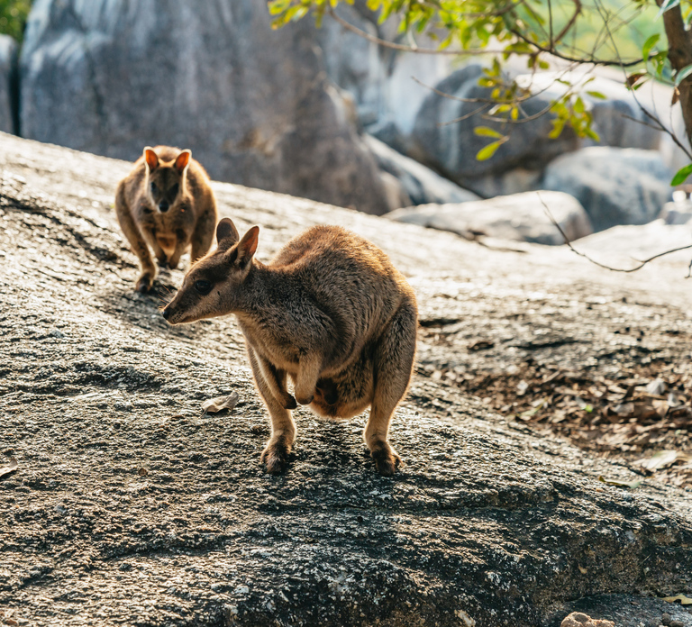 From Cairns: Chillagoe Caves and Outback Full-Day Tour