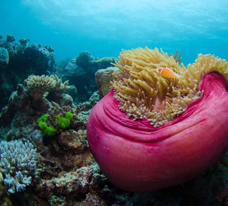 Cairns: Great Barrier Reef Overnight Snorkeling Boat Trip