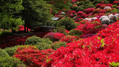 Yanaka & Ueno: Walking Tour of Tokyo Tradition & Culture Day Tours