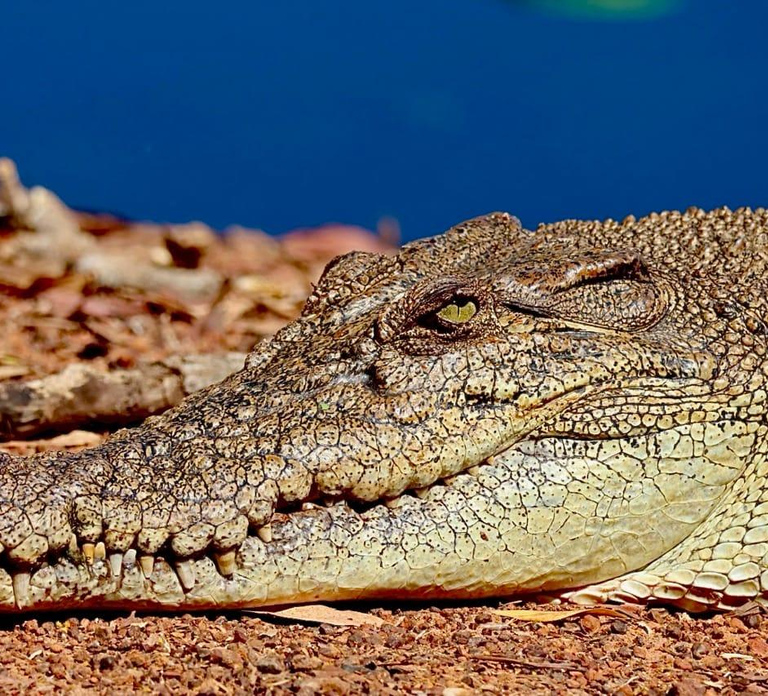 Darwin: Kakadu National Park & Wildlife Full Day Tour
