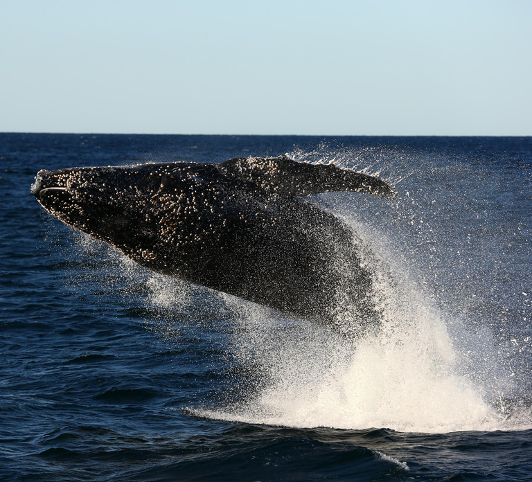 Nelson Bay: Whale and Dolphin Watching Catamaran Cruise