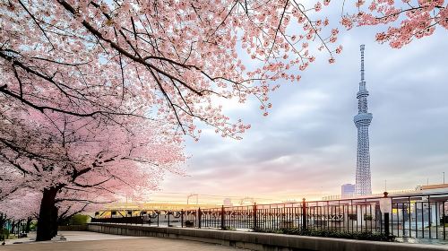 Best of Tokyo Private Tour English Driver &Customizable Itinerary Day Tours