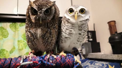Animal Encounter Cafe: Hedgehogs, Owls & Monkeys in Tokyo