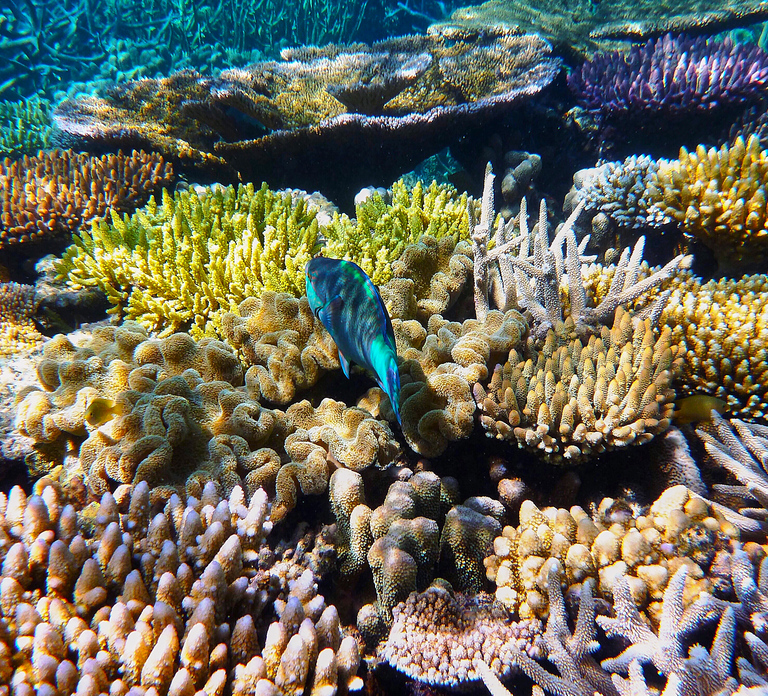 Cairns: Outer and Coral Cay Snorkel and Dive Cruise