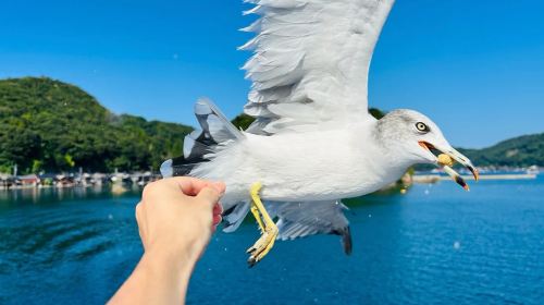 Amanohashidate Sandbar & Ine Funaya Village Tour with Optional Sea Cruise