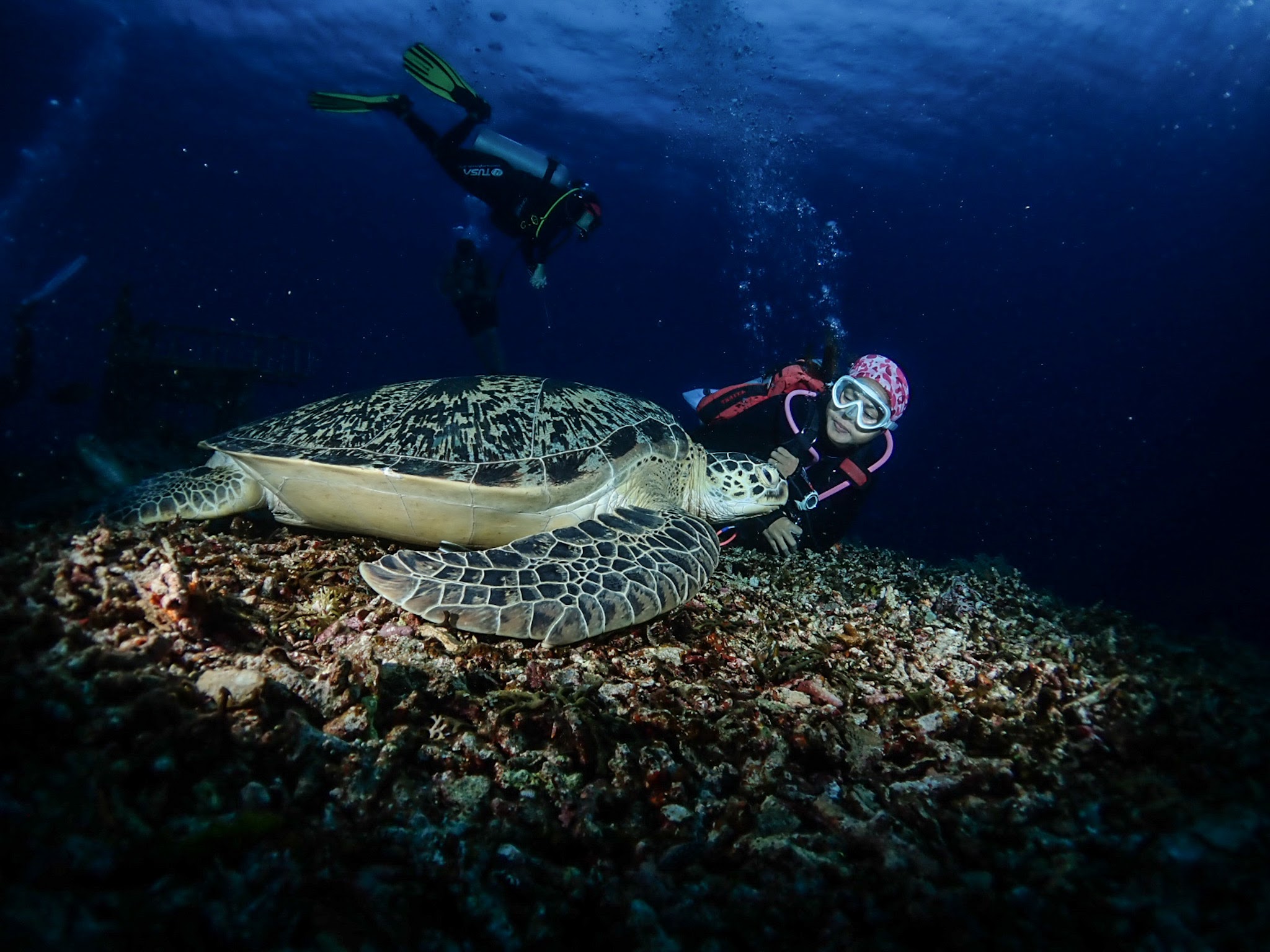 Diving for Certified Divers by Bali Stingray