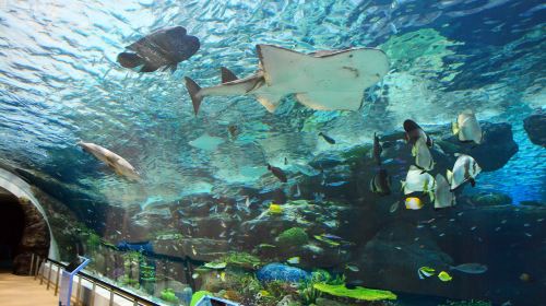 Port Of Nagoya Public Aquarium