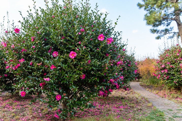 Jeju Camellia Hill