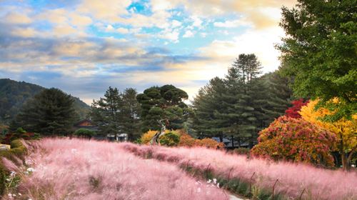 Nami Island + Gangchon Railbike + The Garden of Morning Calm One Day Tour