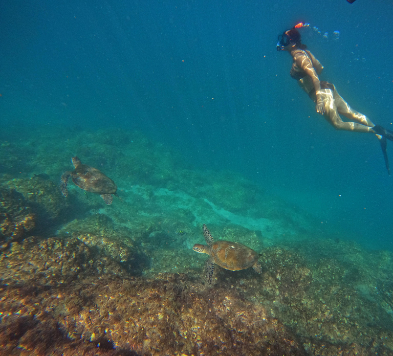 From Abu Dhabi: Snorkeling with Turtles in Fujairah