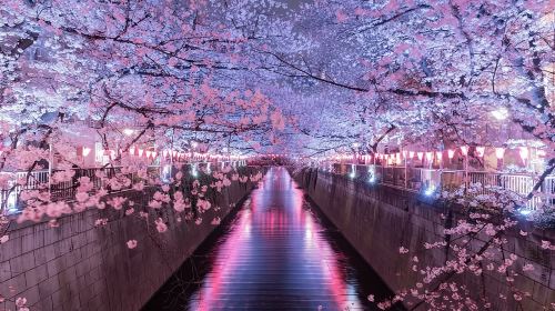 Best of Tokyo Private Tour English Driver &Customizable Itinerary Day Tours