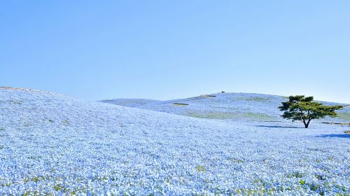 Oarai Isosaki Shrine Torii + Nakaminato Seafood Market + Hitachi Seaside Park one-day tour (Ibaraki flower fields)