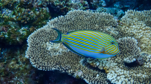 Okinawa Kerama Islands Snorkeling Experience/FUN Diving Tour from Naha, Japan