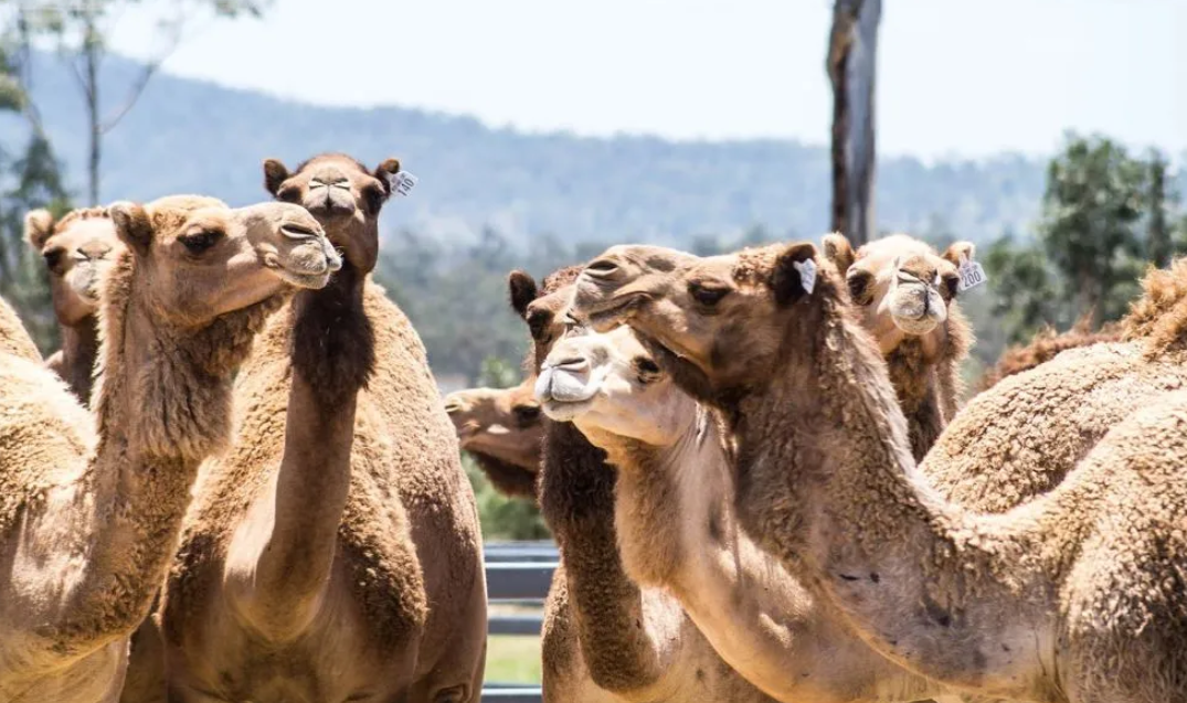 Summer Land Camel Trail Ride - 40 Minutes