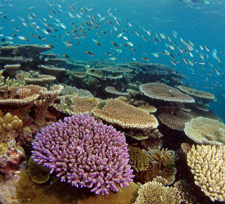 Townsville & Magnetic Island: Reef Explorer Snorkel Trip