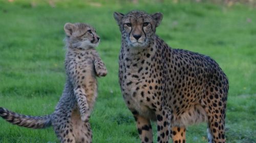 Feline Park